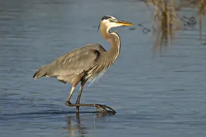 Images Dated 3rd January 2008: Great Blue Heron (Ardea herodias) adult feeding in salt marsh on the Laguna Madre