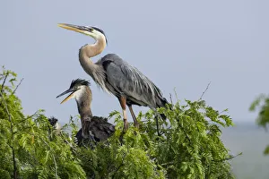 Nesting Prints: Great Blue Heron (Ardea herodias) adults nesting