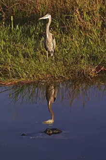 Alligator Mississipiensis Prints: Great Blue Heron, Ardea herodias American Alligator, Alligator mississippiensis