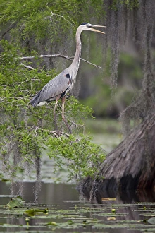 Images Dated 5th May 2009: Great Blue Heron (Ardea herodias) calling form cypress tree on Caddo Lake, Texas