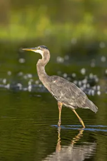 Great Blue Heron (Ardea Herodias) feeding in wetland Marion County, Illinois