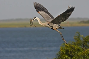 Images Dated 14th June 2010: Great Blue Heron (Ardea herodias) flying with nest material, Texas coast