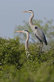 Nesting Prints: Great Blue Heron (Ardea herodias) pair in habitat, Texas coast