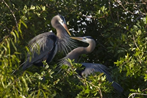 Images Dated 19th January 2011: Great Blue Heron (Ardea herodias) pair in habitat, Texas coast