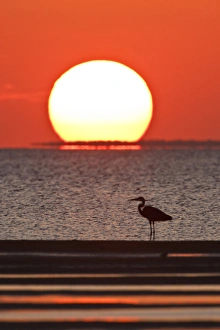 Images Dated 14th October 2009: Great Blue Heron (Ardea herodias) standing by Laguna Madre at sunset