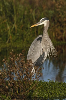 Images Dated 31st December 2009: Great Blue Heron (Ardea herodias) wading in shallow wetland