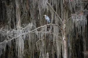 Wading Prints: Great blue heron in bald cypress forest