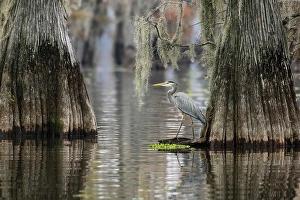 Images Dated 17th January 2024: Great blue heron among bald cypress trees, Caddo Lake, Texas