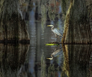 Images Dated 17th January 2024: Great blue heron among bald cypress trees, Caddo Lake, Texas