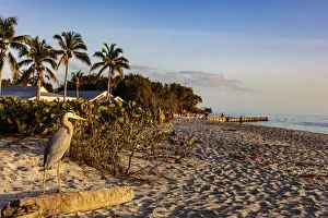 Blue Heron Prints: Great blue heron at Blind Pass Beach on Sanibel Island, Florida, USA