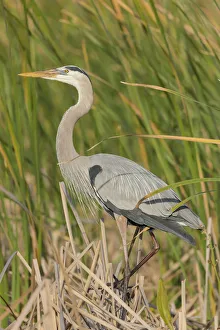 Great blue heron in breeding plumage, Blue Heron Wetlands, Florida, USA