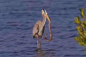 Sanibel Prints: Great Blue Heron capturing water snake Ardea herodias J. N. Ding Darling National