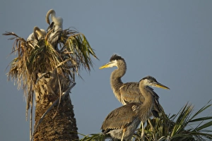 Nesting Prints: Great blue heron chick in nest