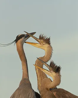 Wading Bird Prints: Great blue heron and chick waiting to be fed