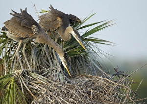 Marsh Prints: Great blue heron chicks in nest looking for bugs, Ardea herodias, Viera wetlands, Florida