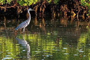 Sanibel Island Prints: Great Blue Heron in Ding Darling National Wildlife Refuge on Sanibel Island, Florida, USA