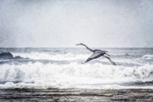 Digitally Altered Prints: Great Blue Heron in flight at the ocean: Outer Banks, North Caroline