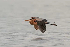 Great Blue Heron in flight, South Padre Island, Texas