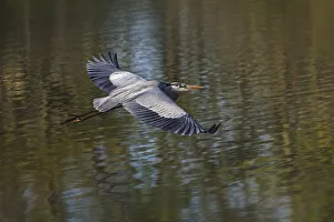 Great blue heron flying, Kentucky