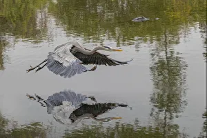 Great blue heron flying with reflection, Merritt Island National Wildlife Refuge, Florida