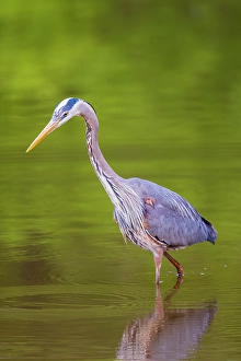 Images Dated 10th June 2024: Great blue heron hunting crayfish in wetland, Marion County, Illinois