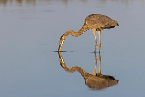 Images Dated 10th June 2024: Great blue heron hunting crayfish in wetland, Marion County, Illinois