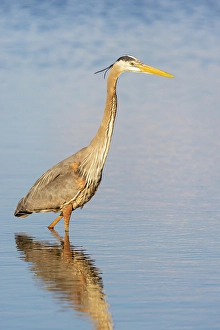 Images Dated 10th June 2024: Great blue heron hunting crayfish in wetland, Marion County, Illinois