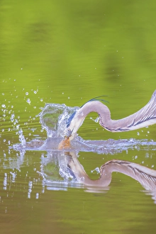 Images Dated 10th June 2024: Great blue heron hunting crayfish in wetland, Marion County, Illinois