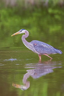 Images Dated 10th June 2024: Great blue heron hunting crayfish in wetland, Marion County, Illinois