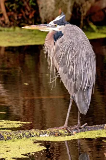 Great Blue Heron, Lakeland, Florida