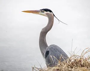 Heron Prints: Great blue heron looking for fish