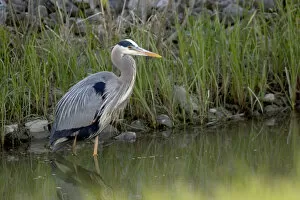 Images Dated 6th May 2006: Great blue heron at Maumee Bay Refuge, Ohio. maumee bay refuge, ohio, water