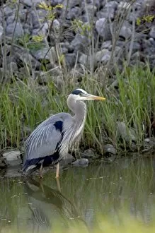 Great blue heron at Maumee Bay Refuge, Ohio