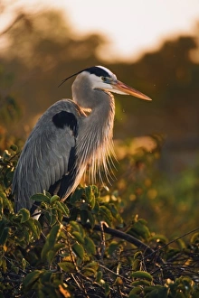 Images Dated 19th January 2007: Great Blue Heron near nest at sunrise, Wakodahathcee Wetlands, near Delray Beach, Florida
