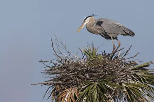 Heron Prints: Great blue heron on nest