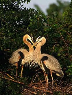 Images Dated 10th March 2006: Great Blue Heron pair on nest in early morning light. USA, Florida, Venice
