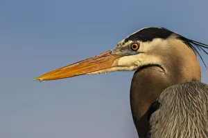 Images Dated 3rd August 2020: Great Blue Heron portrait details, South Padre Island, Texas
