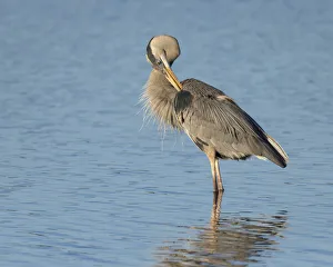 Lagoon Prints: Great blue heron preening, Ardea herodias, Ding Darling National Wildlife Refuge