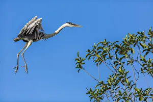 Wading Bird Prints: Great Blue Heron prepares to land on a tree over the Brazilian Pantanal with blue sky in the background