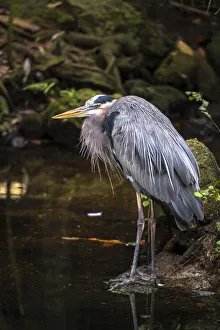 Edge Prints: Great Blue Heron, puffed and scrunched in, standing on the waters edge