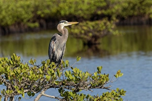 Wading Bird Prints: Great blue heron in red mangrove. Merritt Island National Wildlife Refuge, Florida