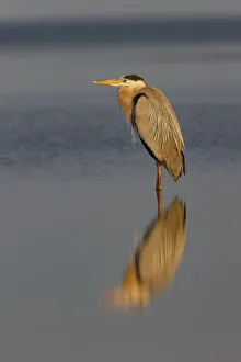 Images Dated 3rd August 2020: Great Blue Heron and reflection, South Padre Island, Texas