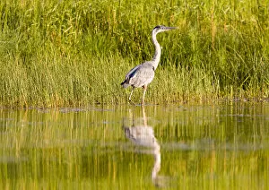 Images Dated 10th August 2008: Great blue heron along the shoreline of Whitefish Lake in Montana