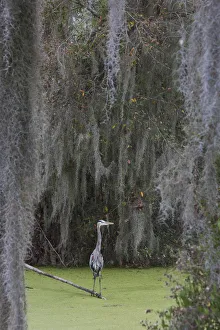 Images Dated 13th February 2017: Great Blue Heron, Spanish Moss