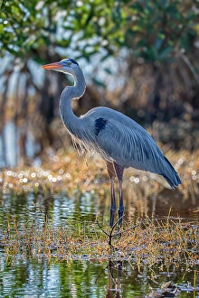 Prints of A great blue heron stands majestically over the wetland it calls home Images Dated 2024 November: A great blue heron stands majestically over the wetland it calls home