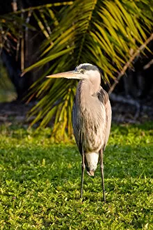 A great blue heron stands solitare, overlooking a wetland