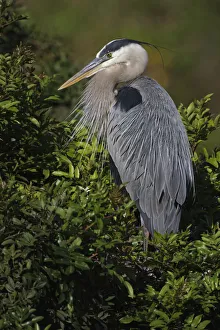 Venice Prints: Great blue heron, Venice rookery, Venice, Florida