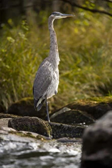 Images Dated 5th October 2006: A Great Blue Heron waits for fish on the Connecticut River in Pittsburgh, New Hampshire