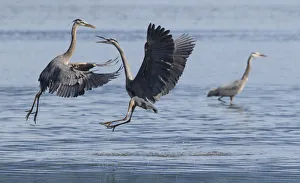 Images Dated 14th July 2015: Great Blue Herons, a scuffle over fishing spot