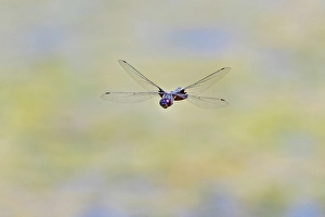 Kentucky Prints: Great blue skimmer dragonfly in flight, Kentucky
